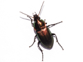 Poecilus versicolor
